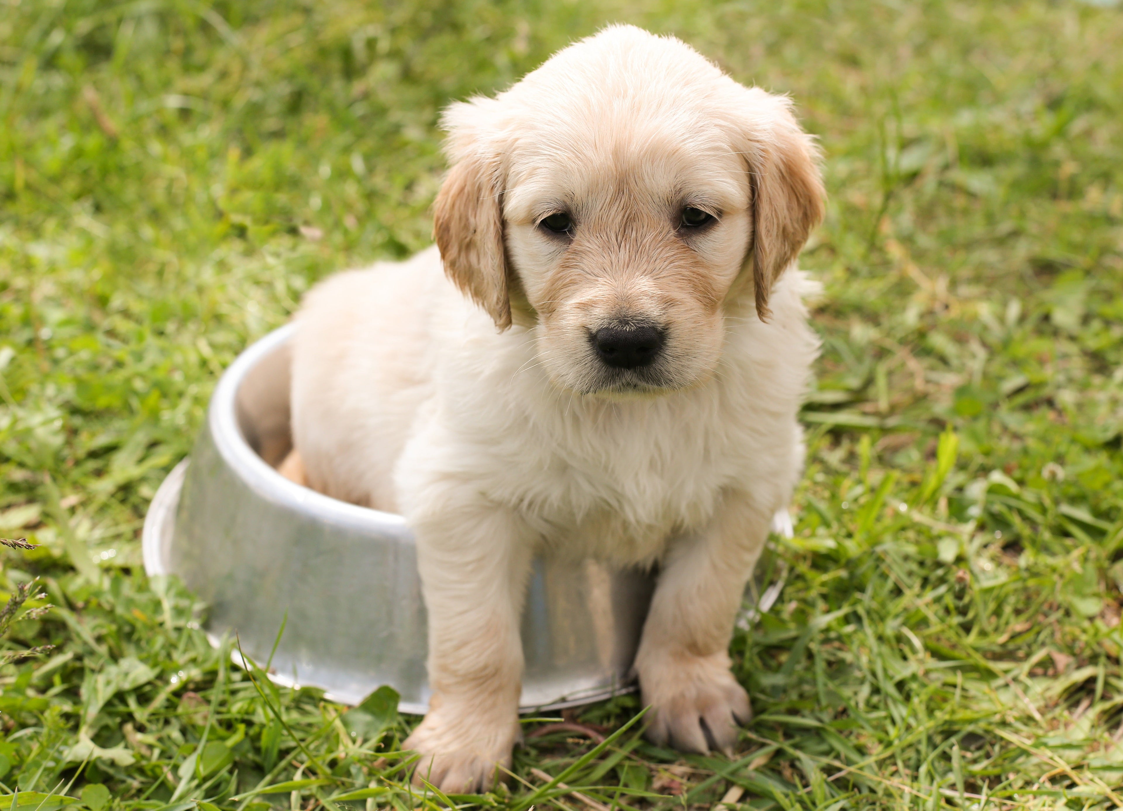 Feeding & Bowls