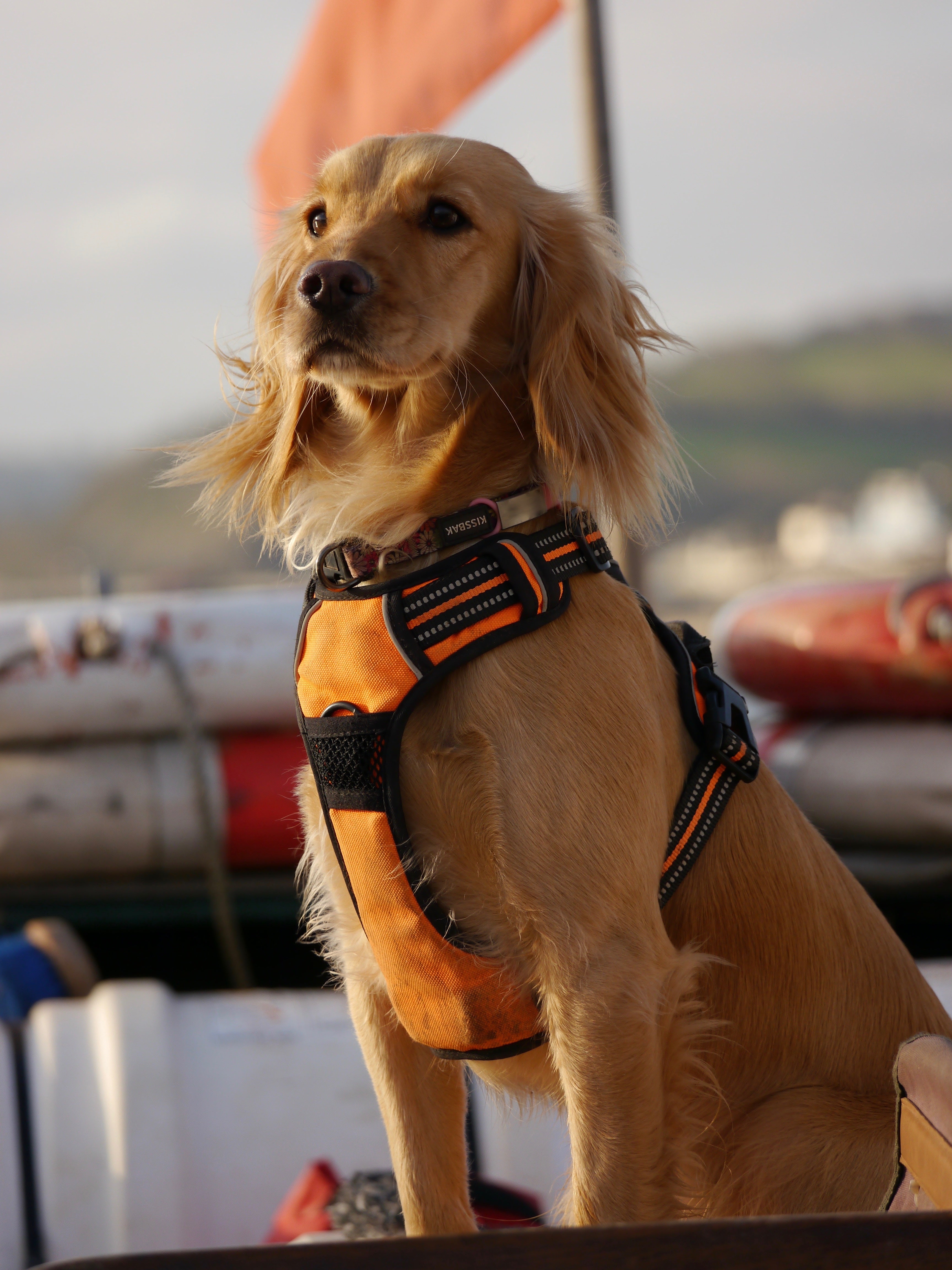Harnesses & Collars